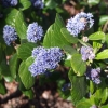 Ceanothus arboreus 'Trewithen Blue' -Kpacнокоренник  ; Цеанотус - Ceanothus arboreus  'Trewithen Blue'