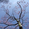 Paulownia tomentosa Lilacina  -Пауловния лиловая - ; Paulownia tomentosa Lilacina  ; Paulownia lilacina  ; Paulownia fargesii