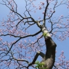 Paulownia tomentosa Lilacina  -Пауловния лиловая - ; Paulownia tomentosa Lilacina  ; Paulownia lilacina  ; Paulownia fargesii