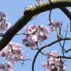 Paulownia tomentosa Lilacina  -Пауловния лиловая - ; Paulownia tomentosa Lilacina  ; Paulownia lilacina  ; Paulownia fargesii