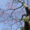 Paulownia tomentosa Lilacina  -Пауловния лиловая - ; Paulownia tomentosa Lilacina  ; Paulownia lilacina  ; Paulownia fargesii