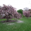 Prunus serrulata 'Kanzan' - Japanische Blütenkirsche ; japanische Zierkirsche - Prunus serrulata 'Kanzan'