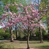 Prunus serrulata 'Kanzan' - Japanese Flowering Cherry - Prunus serrulata 'Kanzan'