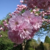 Prunus serrulata 'Kanzan' - Japanese Flowering Cherry - Prunus serrulata 'Kanzan'