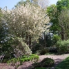 Prunus serrulata-Ви́шня мелкопи́льчатая ; черёмуха мелкопильчатая - Prunus serrulata  'Ukon'