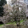 x loebneri 'Leonard Messel' - Loebner Magnolie - Magnolia x loebneri 'Leonard Messel'