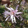 x loebneri 'Leonard Messel' - Loebner Magnolie - Magnolia x loebneri 'Leonard Messel'