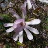 x loebneri 'Leonard Messel' - Loebner Magnolie - Magnolia x loebneri 'Leonard Messel'