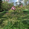 liliiflora 'Nigra' - Purpur-Magnolie - Magnolia liliiflora Nigra