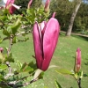 liliiflora 'Nigra' - purple magnolia - Magnolia liliiflora Nigra