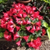 Bengal - różanecznik repens - Bengal - Rhododendron repens