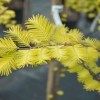 Metasequoia glyptostroboides Goldrush - Mетасеквойя китайская - Metasequoia glyptostroboides Goldrush