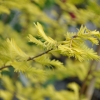 Metasequoia glyptostroboides Goldrush - metasekwoja chińska - Metasequoia glyptostroboides Goldrush