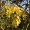 Metasequoia glyptostroboides Goldrush - Mетасеквойя китайская - Metasequoia glyptostroboides Goldrush