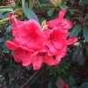 Creeping Jenny  - Рододендрон гибридный - Creeping Jenny - Rhododendron hybridum  ; R. griersonianum x  R. forrestii