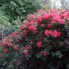 Creeping Jenny  - Рододендрон гибридный - Creeping Jenny - Rhododendron hybridum  ; R. griersonianum x  R. forrestii