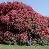 Cynthia   - Рододендрон гибридный - Cynthia   - Rhododendron hybridum
