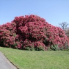 Cynthia   - Рододендрон гибридный - Cynthia   - Rhododendron hybridum