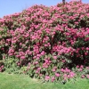 Cynthia   - Рододендрон гибридный - Cynthia   - Rhododendron hybridum
