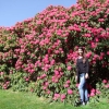 Cynthia   - Рододендрон гибридный - Cynthia   - Rhododendron hybridum
