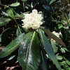 Florida Ogada   - Рододендрон гибридный - Florida Ogada   - Rhododendron hybridum