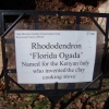 Florida Ogada   - Рододендрон гибридный - Florida Ogada   - Rhododendron hybridum