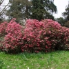 Humming Bird   - Рододендрон гибридный - Humming Bird  - Rhododendron hybridum
