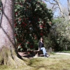 Ivery's Scarlet   - Рододендрон гибридный - Ivery's Scarlet  - Rhododendron hybridum