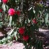 Ivery's Scarlet   - Рододендрон гибридный - Ivery's Scarlet  - Rhododendron hybridum
