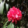 Ivery's Scarlet   - Рододендрон гибридный - Ivery's Scarlet  - Rhododendron hybridum