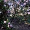 Jacksonii - Рододендрон гибридный - Jacksonii - Rhododendron hybridum