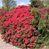Creeping Jenny  - Рододендрон гибридный - Creeping Jenny - Rhododendron hybridum  ; R. griersonianum x  R. forrestii