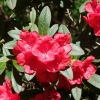 Creeping Jenny  - Рододендрон гибридный - Creeping Jenny - Rhododendron hybridum  ; R. griersonianum x  R. forrestii