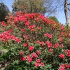 Creeping Jenny  - Рододендрон гибридный - Creeping Jenny - Rhododendron hybridum  ; R. griersonianum x  R. forrestii