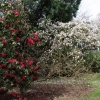Melissa- Рододендрон гибридный - Melissa- Rhododendron hybridum