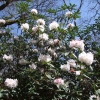 White Glory - Рододендрон гибридный - White Glory  - Rhododendron hybridum