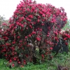 Рододендрон гибридный - Rhododendron sp.  - Rhododendron hybridum