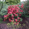 Рододендрон гибридный - Rhododendron sp.  - Rhododendron hybridum