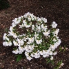 Рододендрон гибридный - Rhododendron sp.  - Rhododendron hybridum