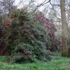 Рододендрон гибридный - Rhododendron sp.  - Rhododendron hybridum