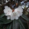 Рододендрон гибридный - Rhododendron sp.  - Rhododendron hybridum