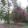 Рододендрон гибридный - Rhododendron sp.  - Rhododendron hybridum
