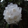 Рододендрон гибридный - Rhododendron sp.  - Rhododendron hybridum