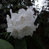 Рододендрон гибридный - Rhododendron sp.  - Rhododendron hybridum