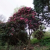 Рододендрон гибридный - Rhododendron sp.  - Rhododendron hybridum