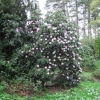 Рододендрон гибридный - Rhododendron sp.  - Rhododendron hybridum