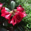 Рододендрон гибридный - Rhododendron sp.  - Rhododendron hybridum