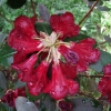 Рододендрон гибридный - Rhododendron sp.  - Rhododendron hybridum