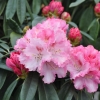 Arabella - różanecznik jakuszimański - Arabella - Rhododendron yakushimanum