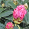 Arabella - różanecznik jakuszimański - Arabella - Rhododendron yakushimanum